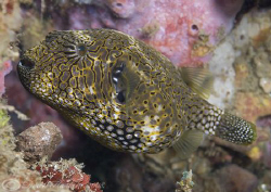 Map pufferfish. Lembeh straits. D200, 60mm. by Derek Haslam 